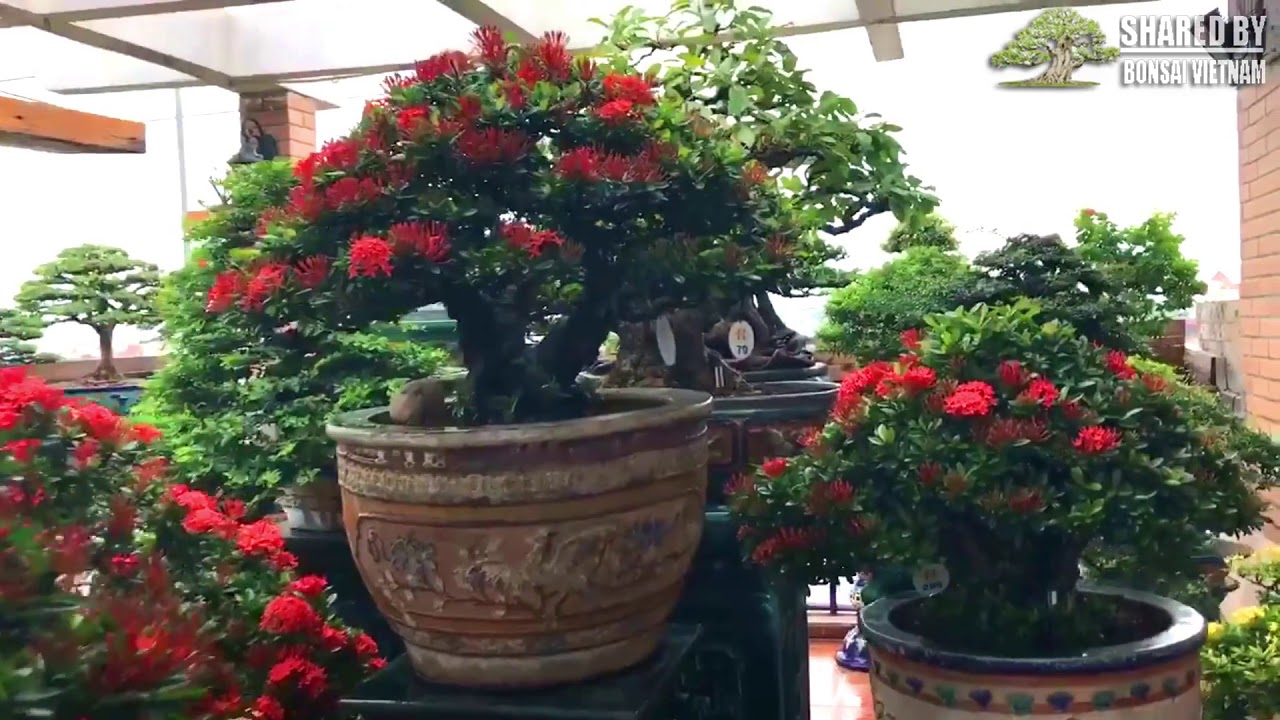 Tình yêu đặc biệt cho những tác phẩm Bông Trang bonsai