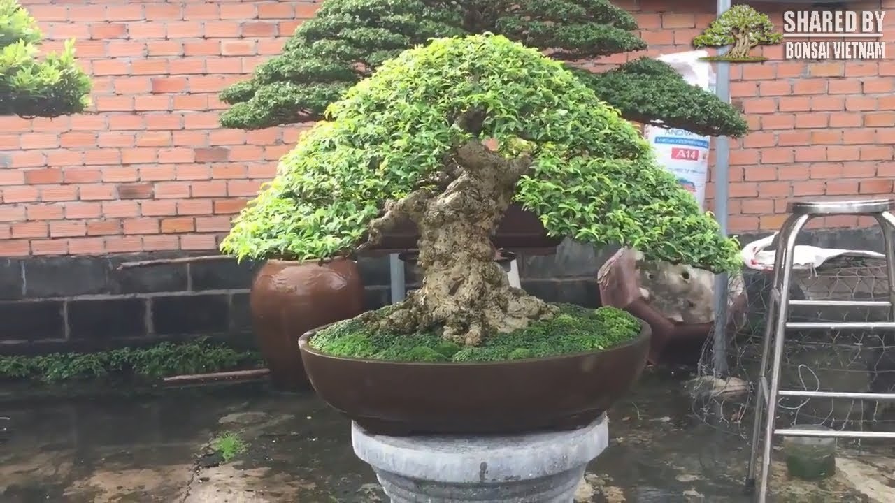 Tổng hợp Bonsai Việt đẹp đầu tháng 6-2018