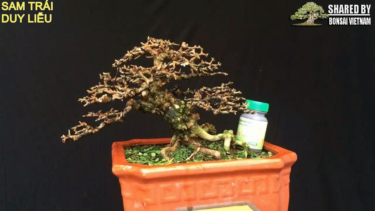 Top Bonsai Việt đẹp tháng 05 || Phần 1