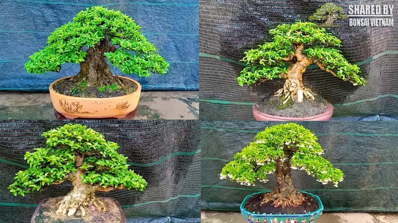 Top Bonsai Vietnam chia sẻ tháng 11-2019 || Số #119