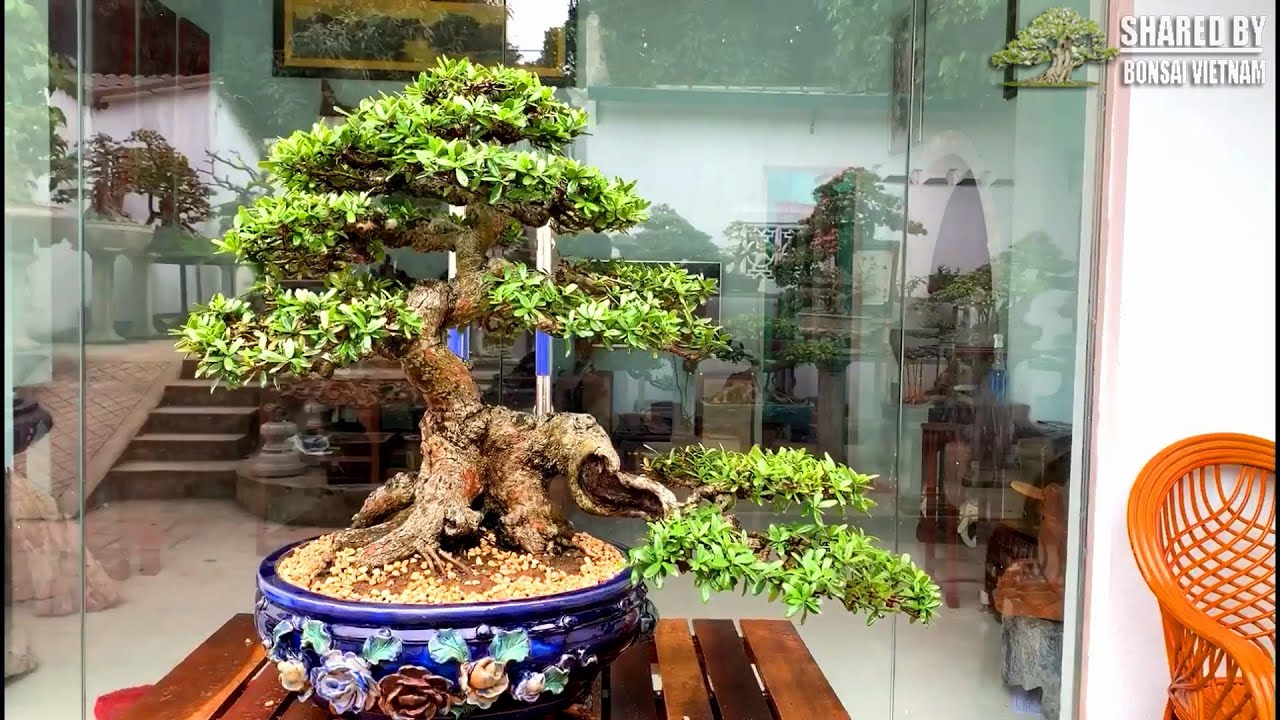 Top Bonsai Vietnam đang giao lưu tháng 3-2020