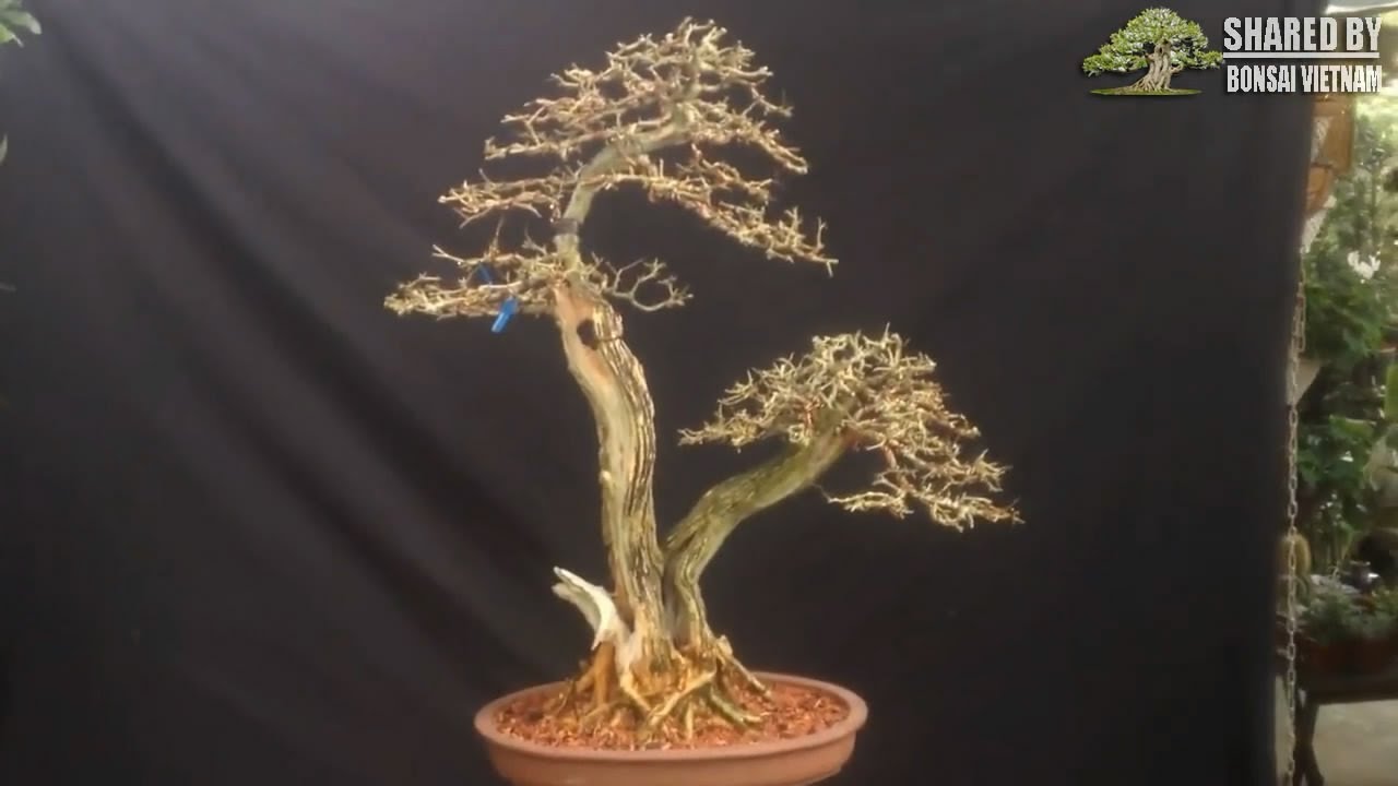 Top Bonsai tháng 7 || Phần 2