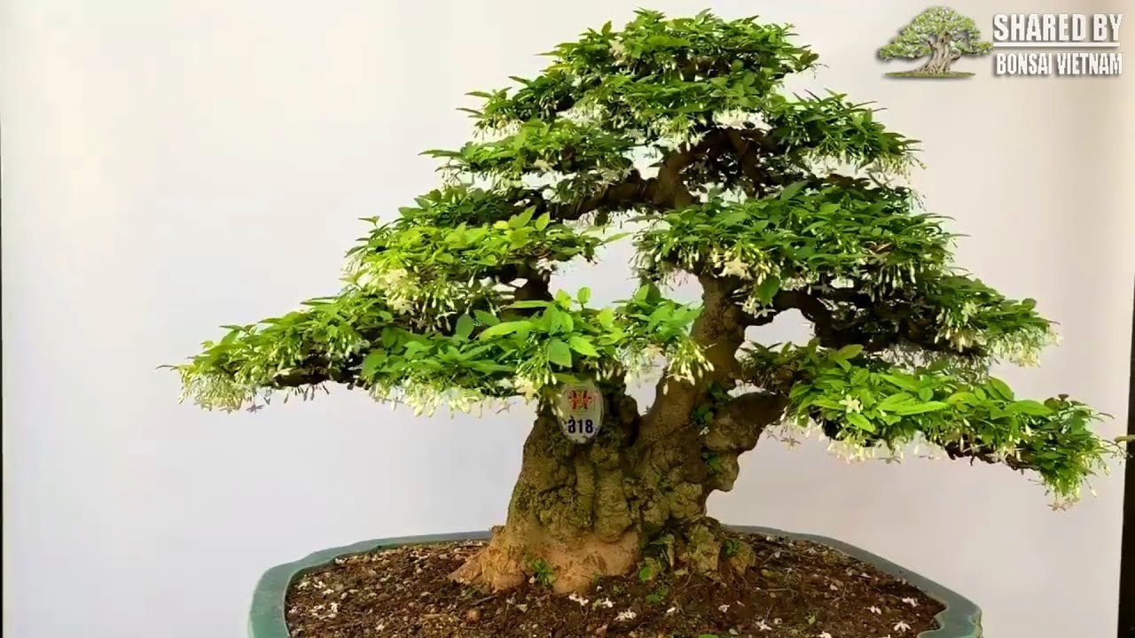 Top bonsai Vietnam giới thiệu tháng 10 || Số #118