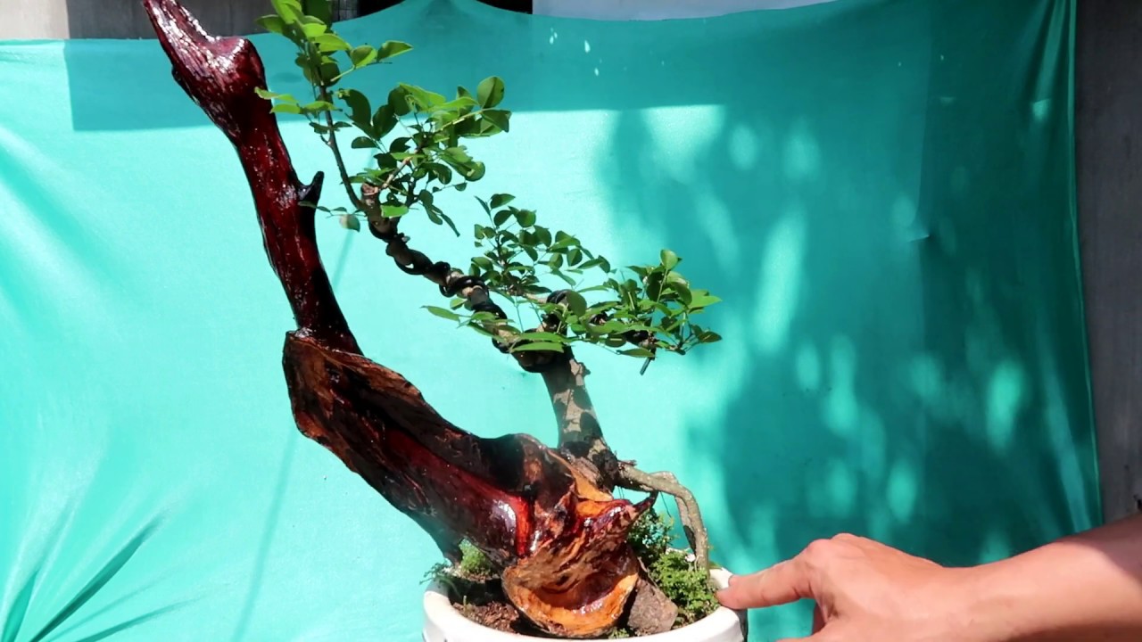 Trắc Dây Để Bàn - Trinh bonsai 7/3/2020 zalo :0976288363