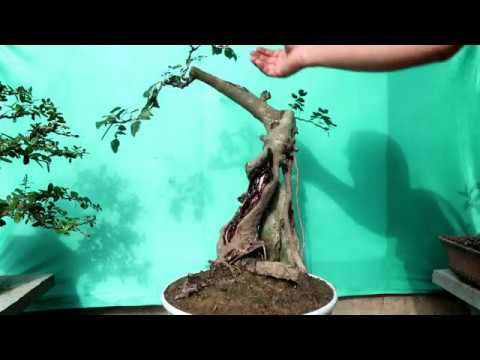 Trắc Dây Đồng Gía (Bship) Bonsai mini Để bàn 7/01/2020 zalo:0976288363