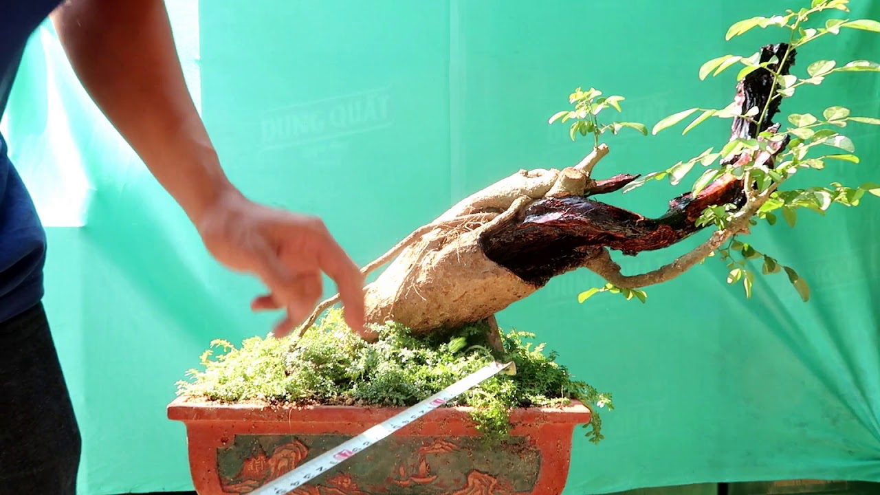 Trắc Dây Lũa Thép BonSai MiNi Để Bàn - 14/2/2020 ZaLo :0976288363