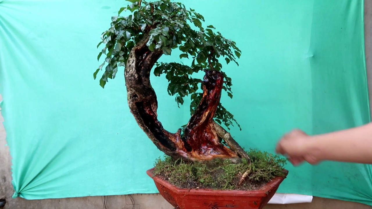 Trắc Dây MiNi Đáng Đẹp -  BonSai MiNi Đễ Bàn 11/3/2020 zalo:0976288363