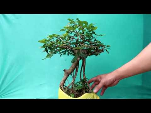 Trắc Dây MiNi Để Bàn Thật Xinh - BonSai Trắc 23/2/2020 zalo:0976288363