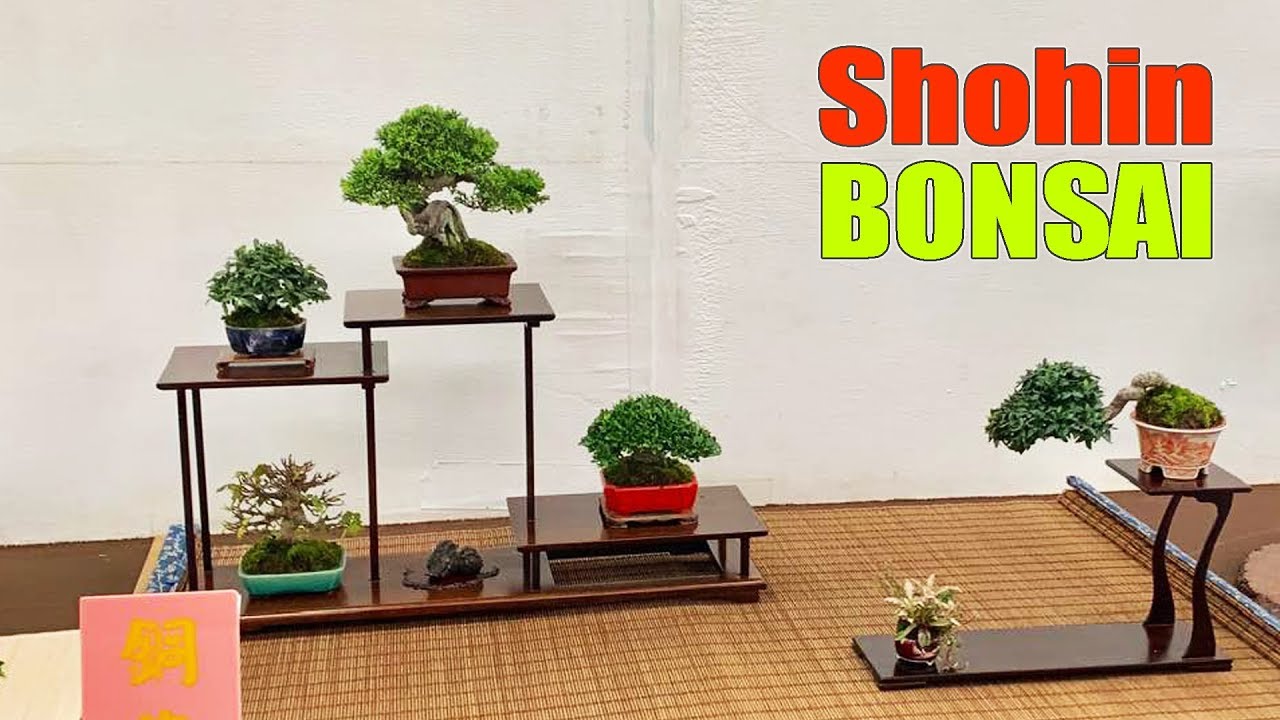 Triển lãm Bonsai cỡ nhỏ mới nhất của các nghệ nhân xứ Đài