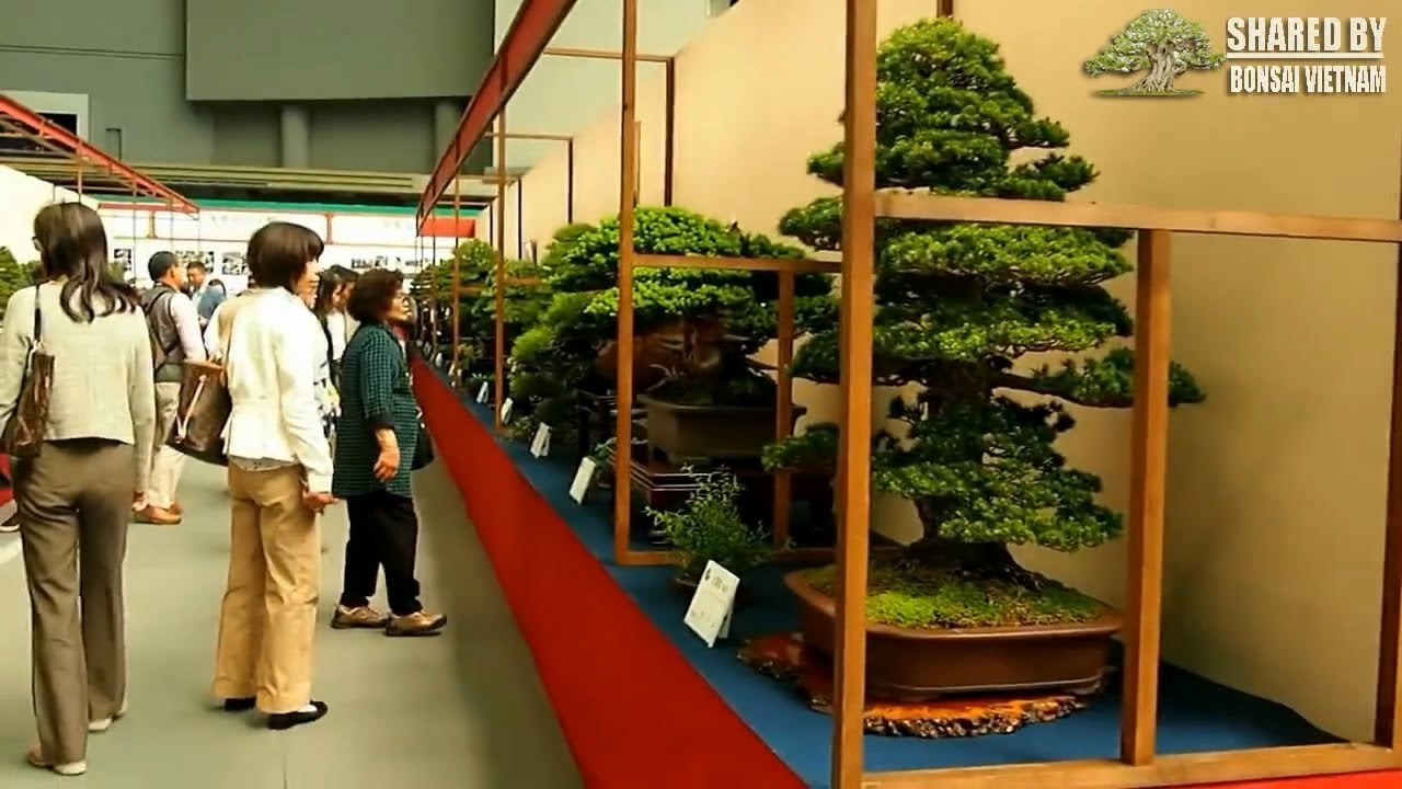 Triển lãm Bonsai ở Nhật Bản thực sự đẳng cấp và chuyên nghiệp