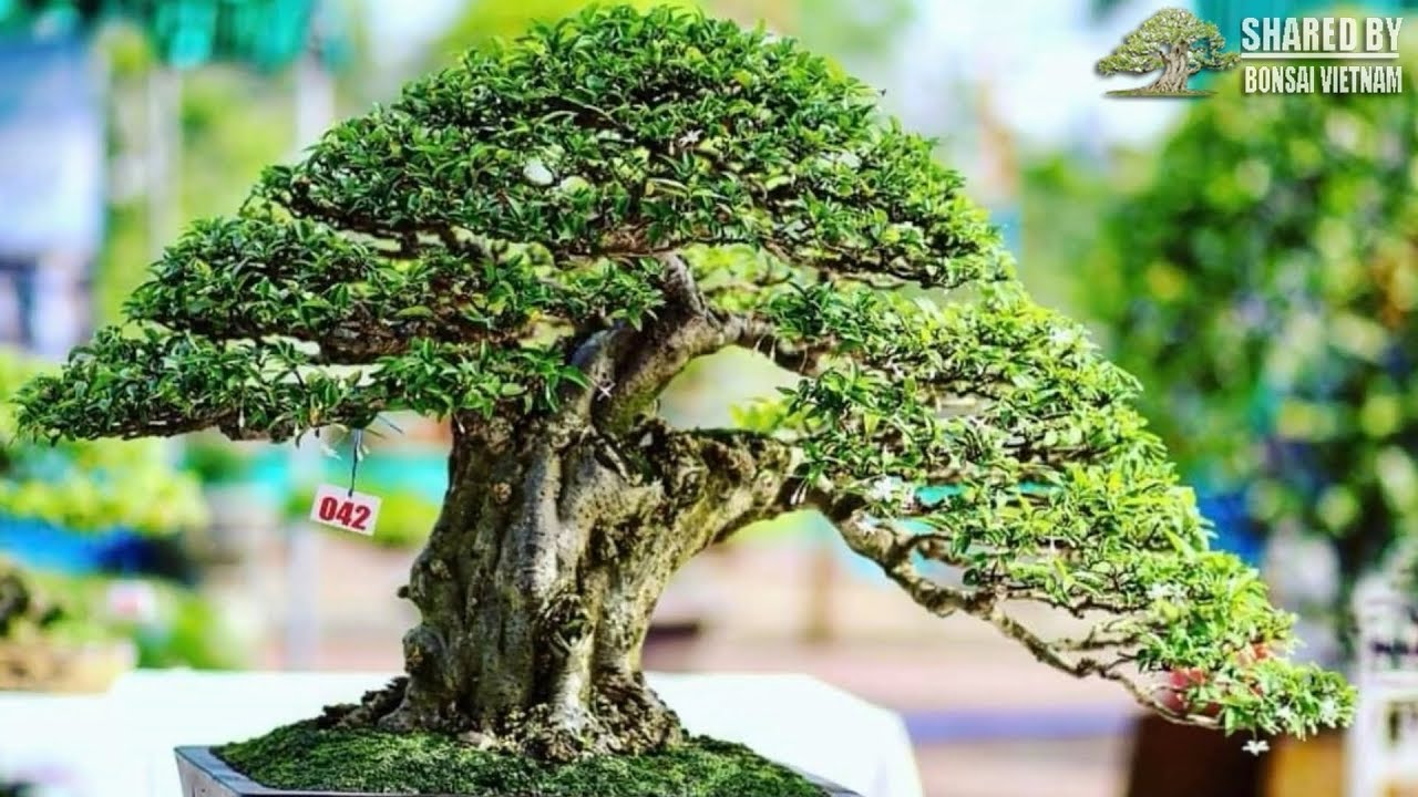 Triển lãm Bonsai tại Long An năm 2018