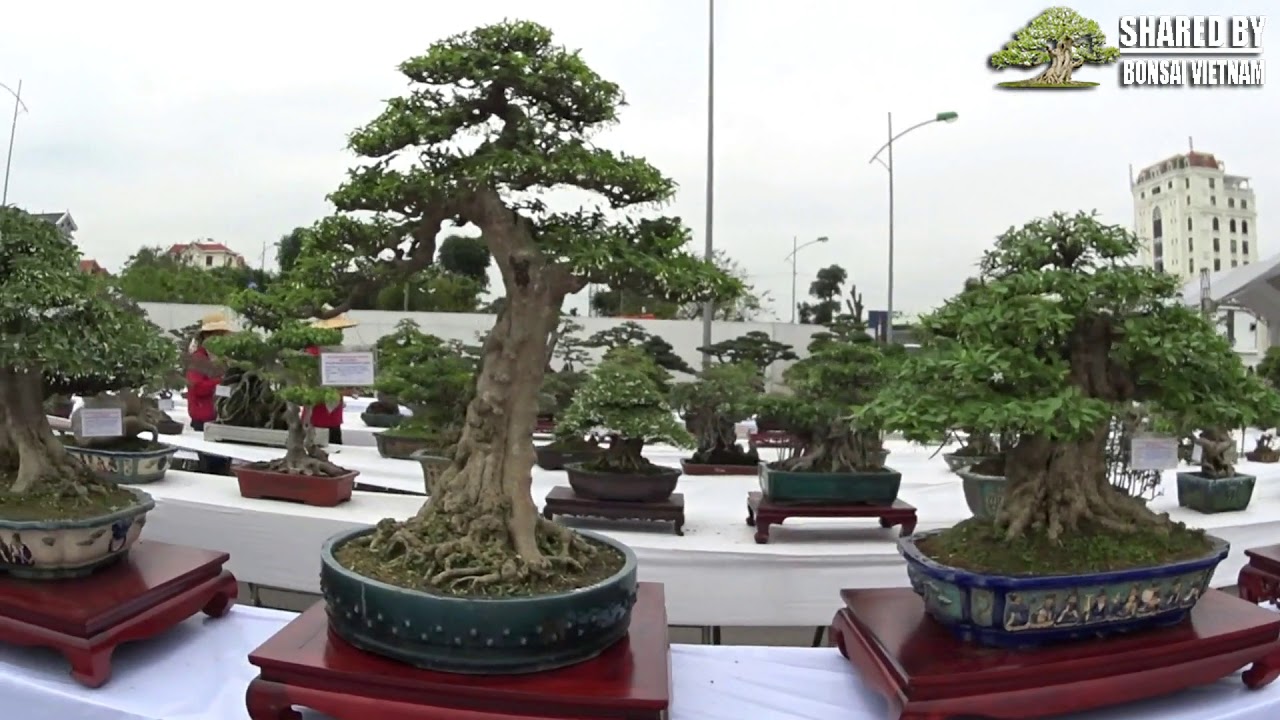 Triển lãm Hải Dương 2018 || Khu trưng bày Bonsai nhỏ || Phần 3