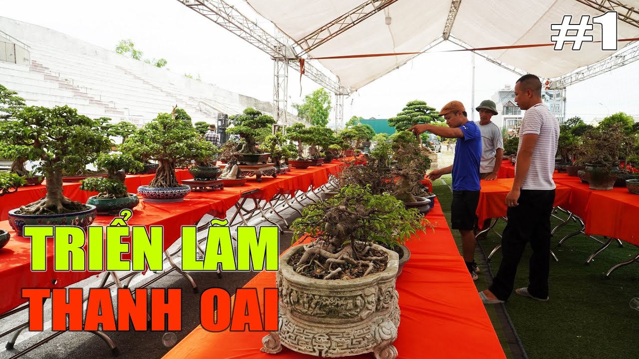 Triển lãm SVC huyện Thanh Oai | Bonsai Vietnam exhibition (Part 1)