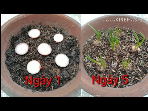 🌰Trồng Củ Hành Tại Nhà Theo Cách Của Tôi | grow onion at home in my way