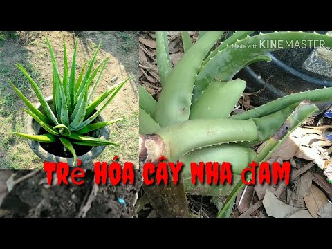 🌱Trồng Lại Cây Nha Đam Bị Ngã | How to grow aloe vera fell