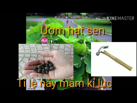 💐Trồng Sen Bằng Bùn Như Thế Nào Là Tốt Nhất | How to grow lotus