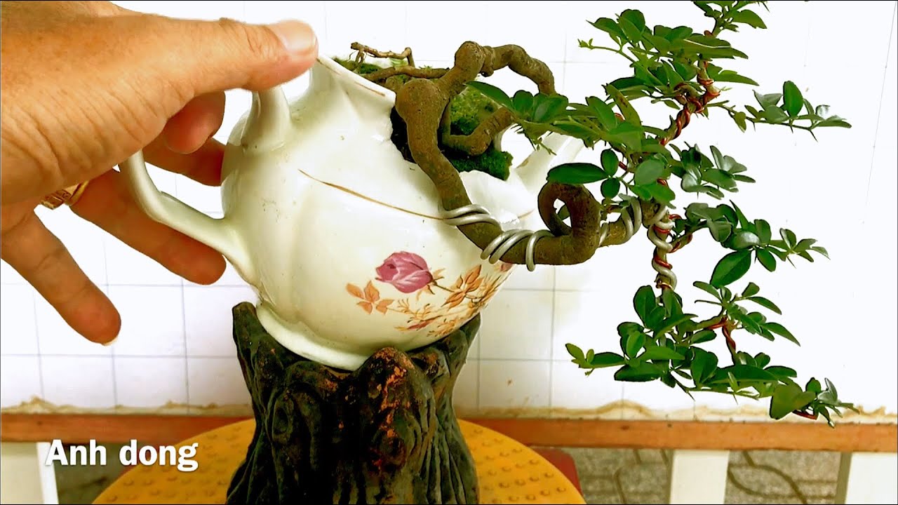 Trồng bonsai 3 ngày là “CHẾT” !?