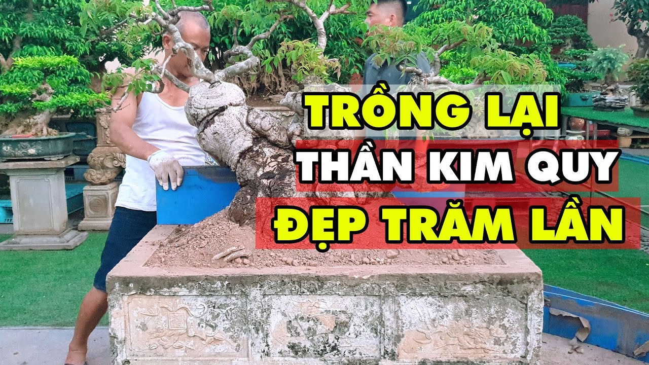 Trồng lại siêu phẩm THẦN KIM QUY đẹp lên gấp trăm lần