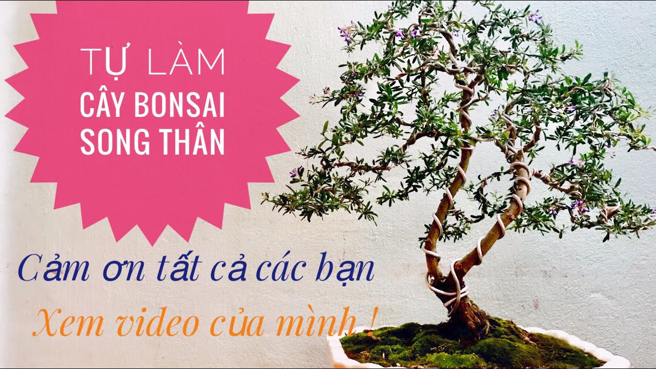 Tự làm cây bonsai song thân (người mới biết chơi)