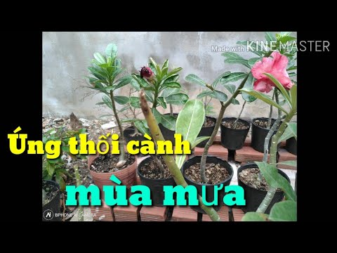 🌺Úng Thối Cành Sứ Mùa Mưa Và Cách Xử Lí Đơn Giản Hiệu Quả