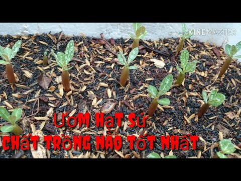 🌱Ươm Hạt Sứ Thái | adenium planting