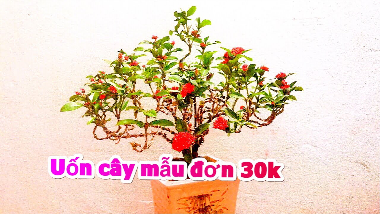 Uốn cây mẫu đơn ( bông trang )  người mới biết chơi