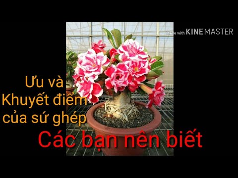 🌺Ưu Điểm Và Khuyết Điểm Của Sứ Ghép | adenium