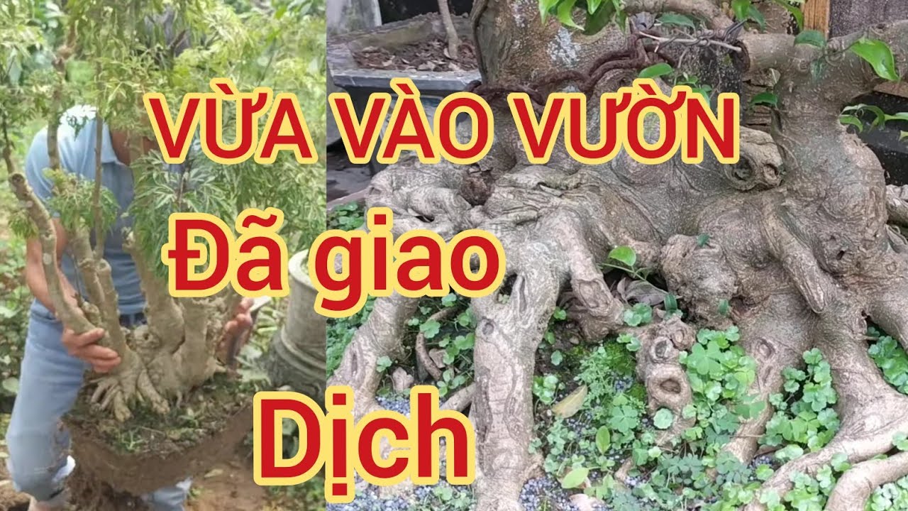 VỪA ĐẾN VƯỜN BONSAI CHÍNH HIỆU ĐÃ CHỨNG KIẾN 2 CUỘC GIAO DỊCH 10 TRIỆU CHỈ TRONG TÍCH TẮC