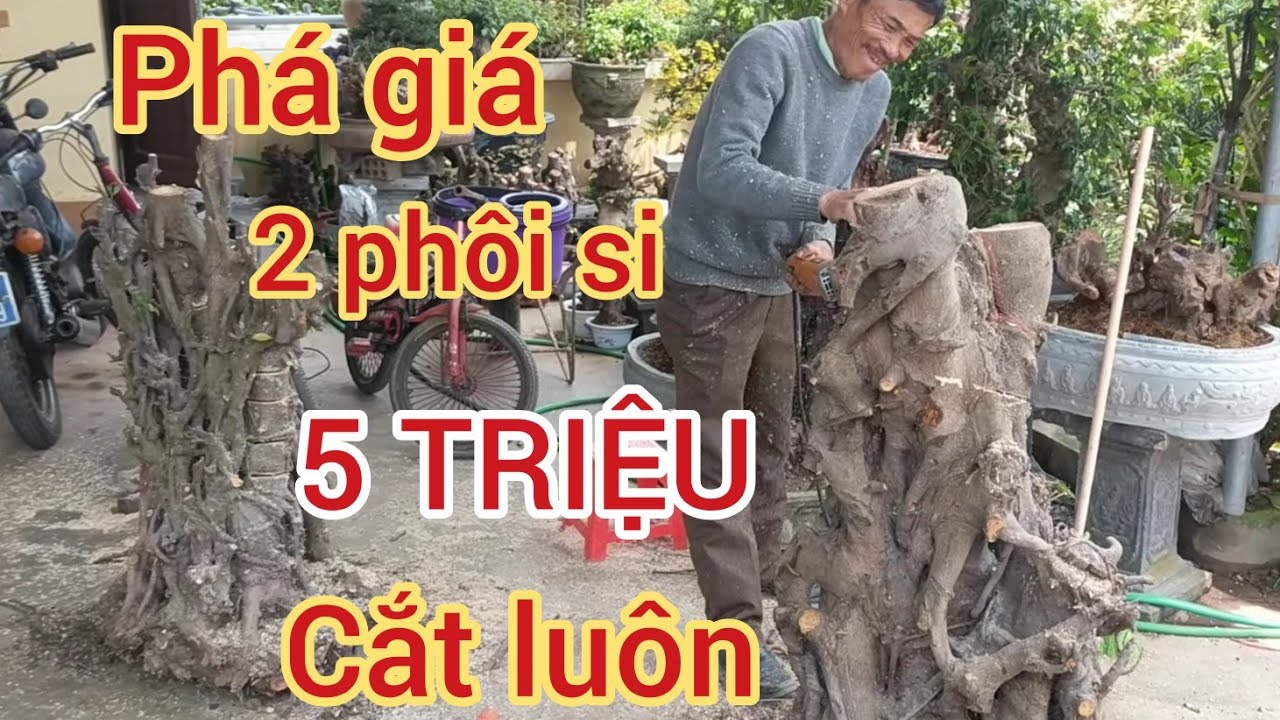 VUA MẪU ĐƠN MUA 5 TRIỆU 2 PHÔI SI KHỦNG CỦA ANH BÁN BẮT RẮN VỚI GIÁ QUÁ HỜI QUYẾT ĐINH CẮT LUÔN