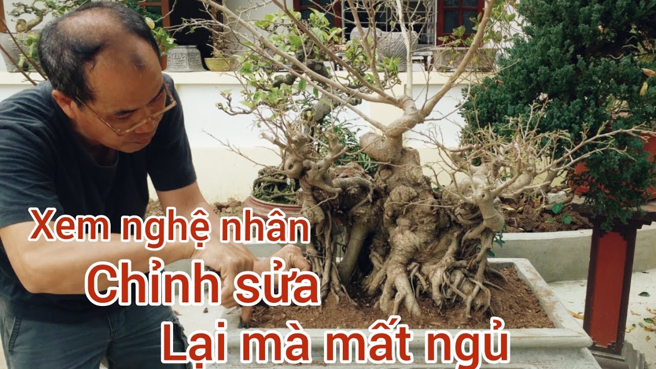 VỪA MƯA 30 TRIỆU VỀ ĐẾN NHÀ CÂY SANH U CỤC BA VAI ĐƯỢC CHÚ TÙNG KÍNH GIAO DỊCH VỀ BẮC NINH CHƠI