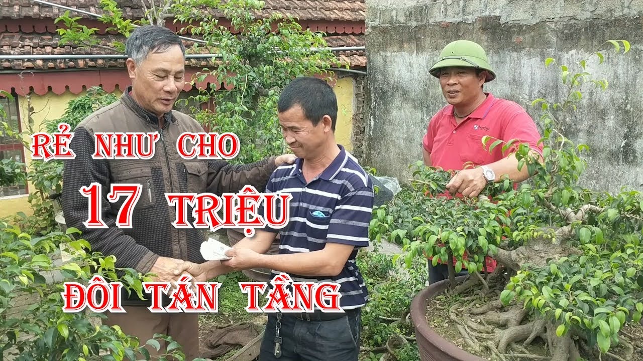 VỪA VÀO VƯỜN ANH KHANH GỖ ĐÔNG ANH GIAO DỊCH 17 TRIỆU ĐÔI TÁN TẦNG GIÀ CỦA CHÚ DẦN GỖ