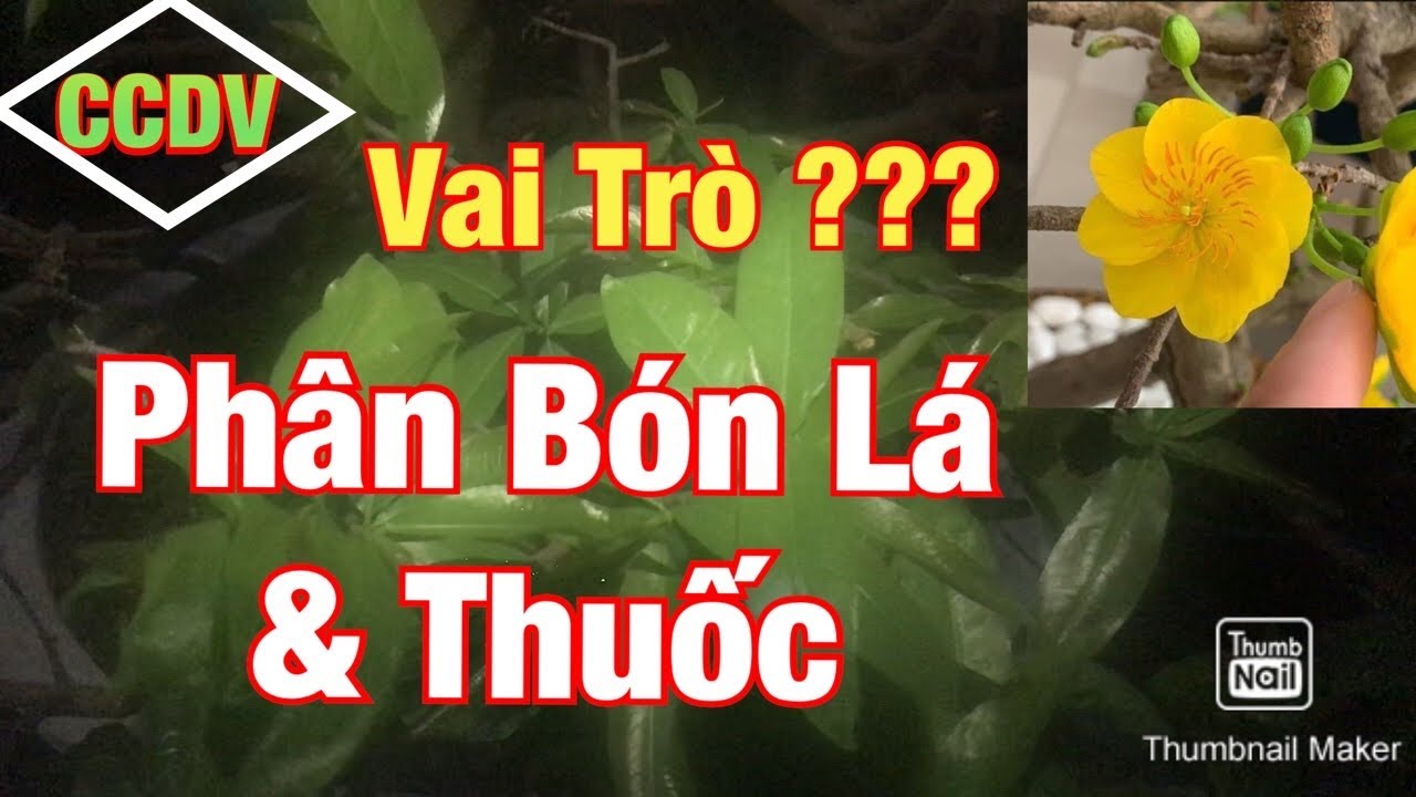 Vai Trò Phân Bón Lá Và Thuốc Phòng Bệnh Cho Mai Vàng ||CCDV.