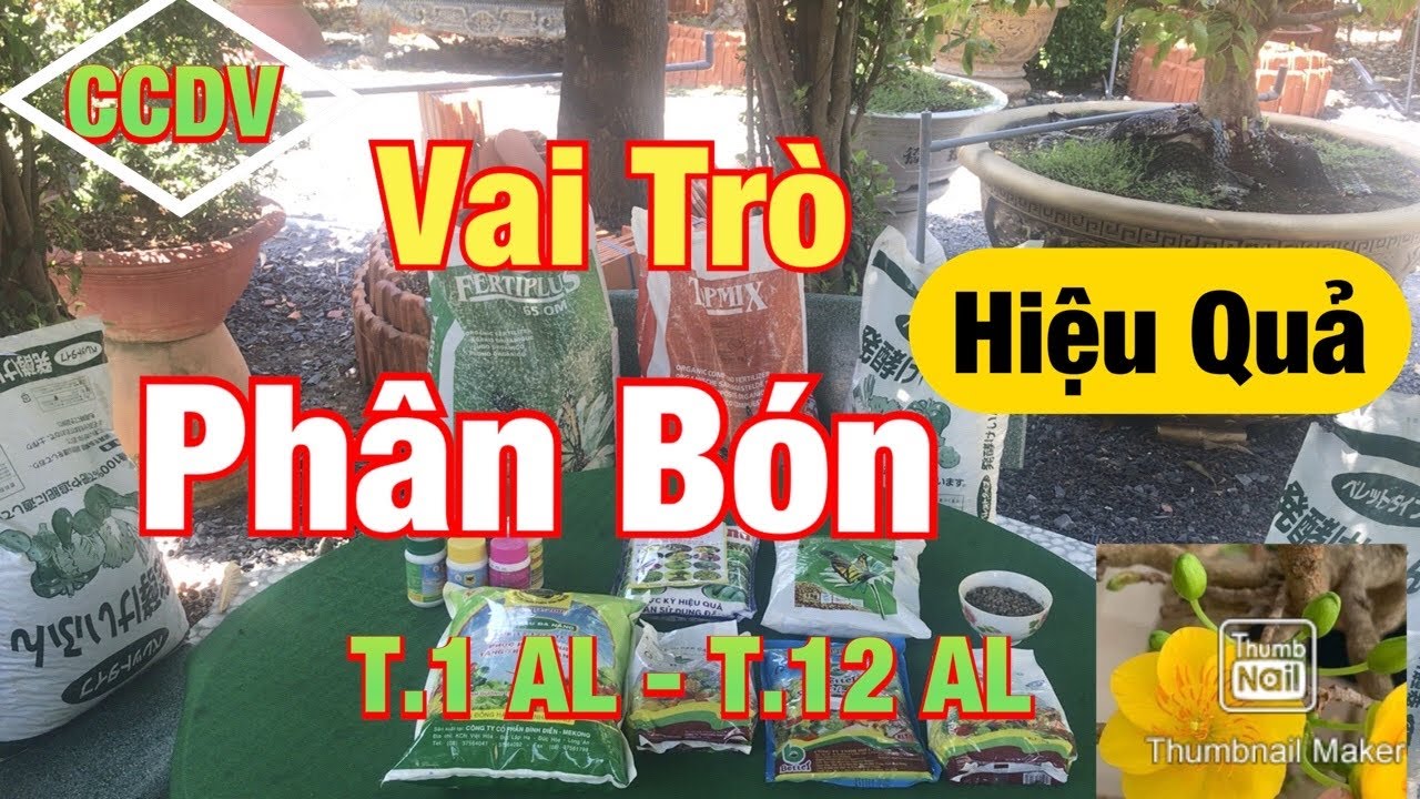 Vai Trò Phân Bón | Sử Dụng Hiệu Quả Chăm Sóc Cây Mai Vàng Từ T.1 Đến T.12 Âm Lịch ||CCDV.