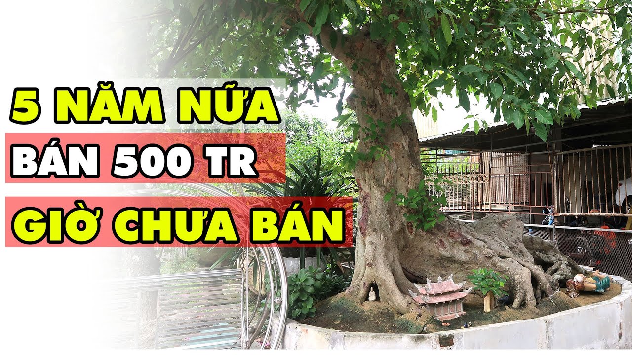 Vài năm nữa bán 500 triệu ngon ăn hơn, giờ chưa bán