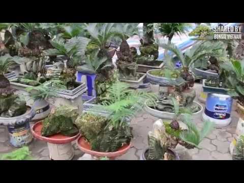 Vạn Tuế bonsai và Nhất Chi Mai thu hút người xem trong hội hoa Xuân