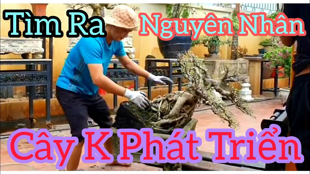 Vì sao cây thay đất cẩn thận mà k phát triển và phi vụ uống cốc rượu mất cây Hoa Giấy.