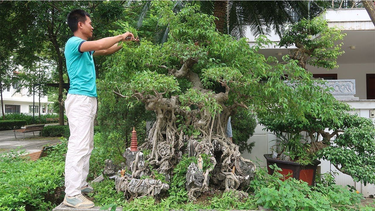 Video chia sẻ cho anh em mới chơi bonsai, cây cảnh từ A-Z xem là làm được