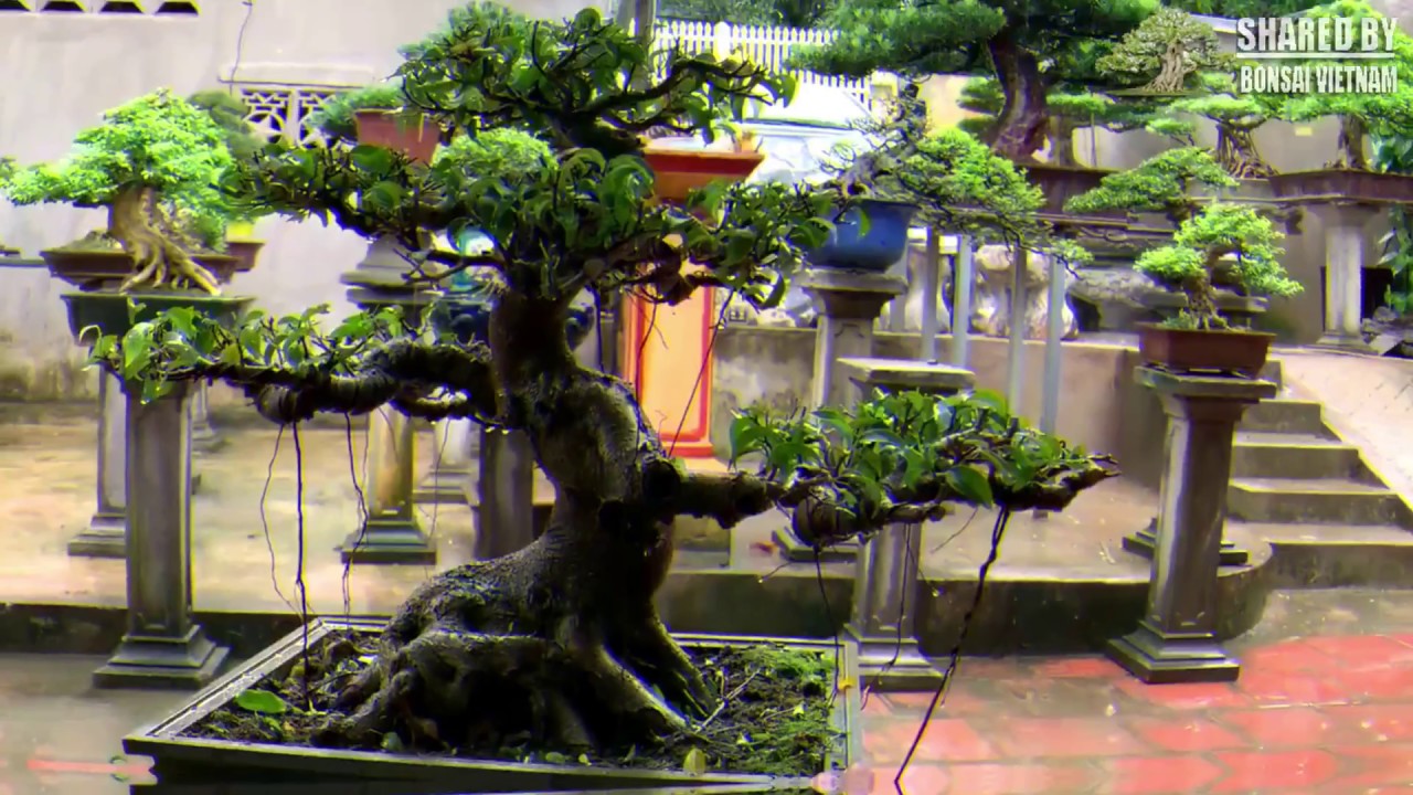 Vườn Bonsai của một số nghệ nhân trẻ Việt Nam