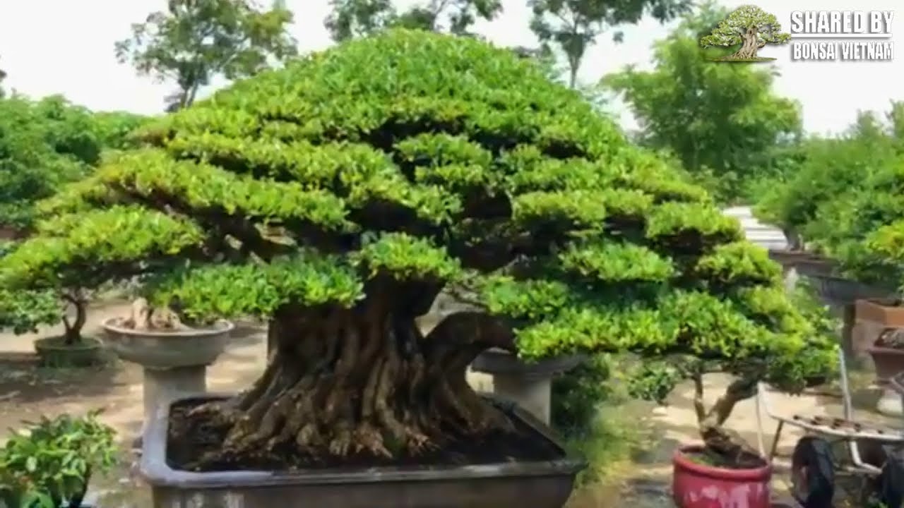 Vườn Bonsai của nghệ nhân trẻ Đài Loan