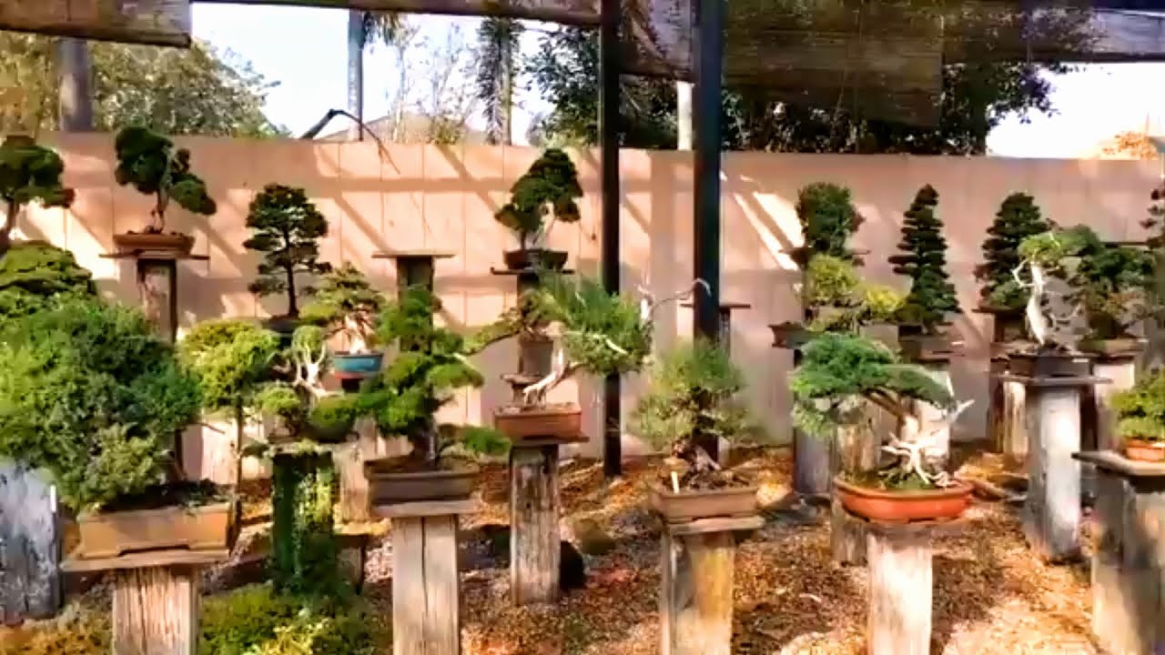 Vườn Bonsai phong cách Nhật Bản lớn nhất Thái Lan