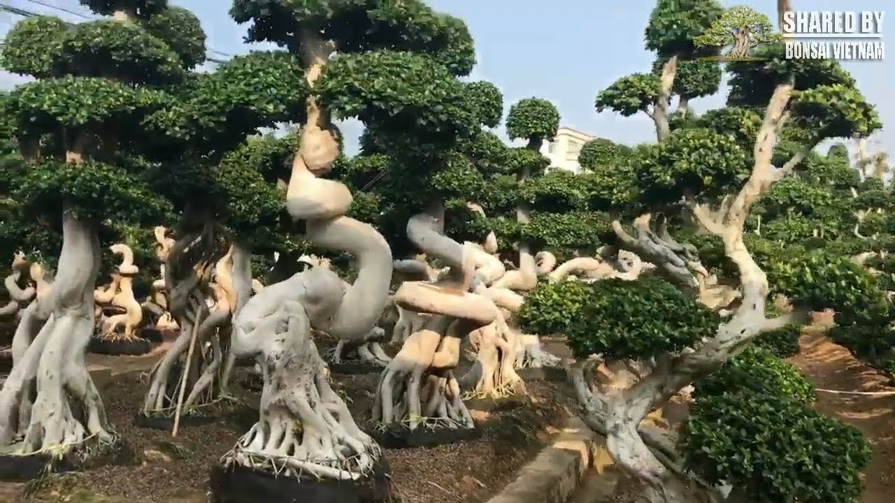 Vườn Bonsai với hàng nghìn gốc Si lạ mắt || Thật không thể tin nổi