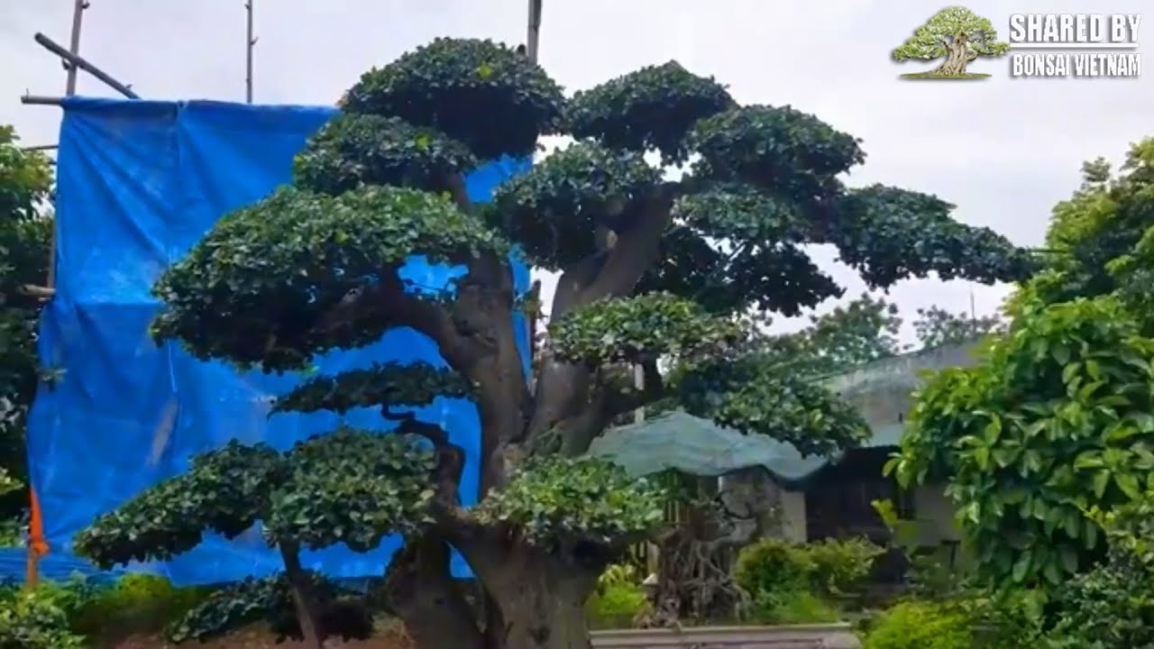 Vườn Duối Bonsai cho những ai yêu Duối