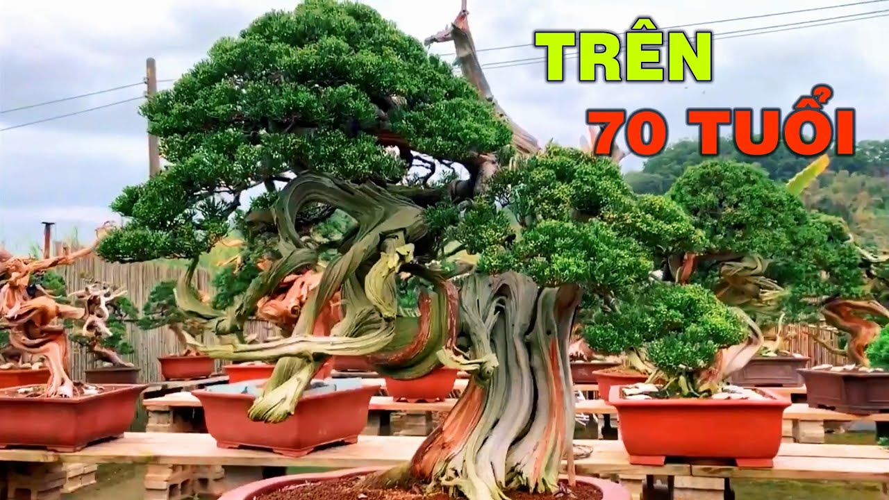 Vườn Duyên tùng Bonsai tại Đài Loan với những cây trên 70 tuổi sẽ như thế này