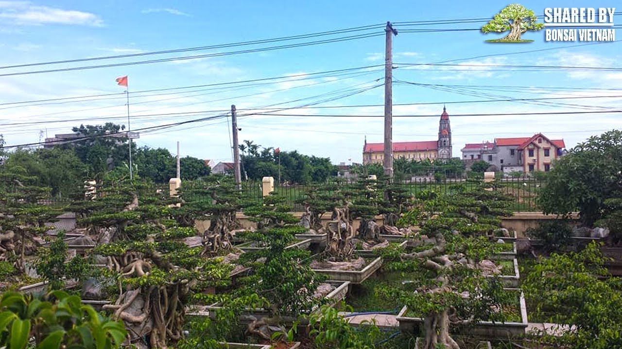 Vườn Sanh Hải Hậu với hàng trăm tác phẩm đẹp của anh Minh Tâm