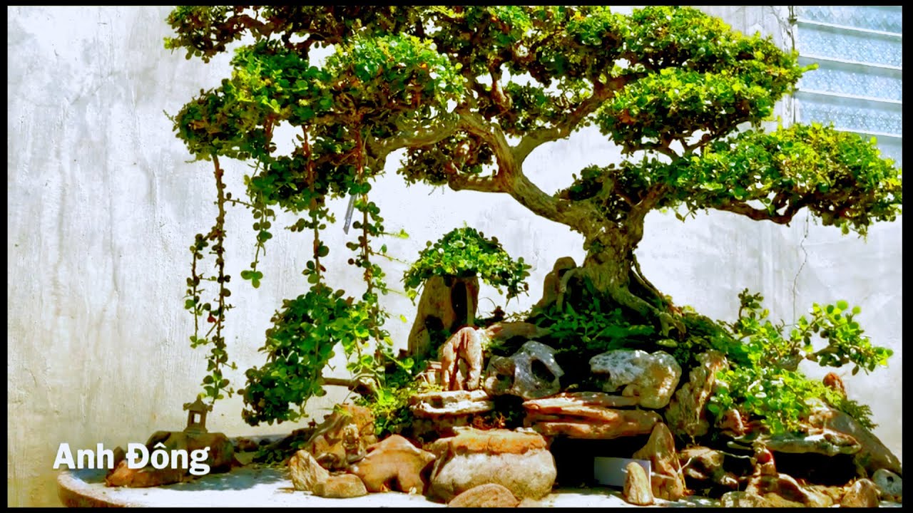 Vườn bonsai cây nào cũng đẹp