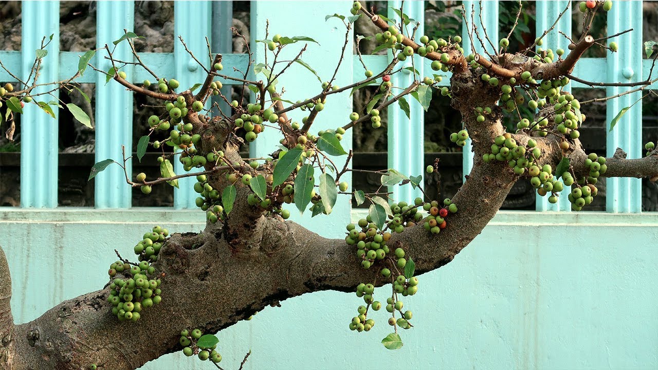 Vườn nhà anh Duyên Hưng Yên đã hoàn thiện và bí kíp trống sung ra sai quả