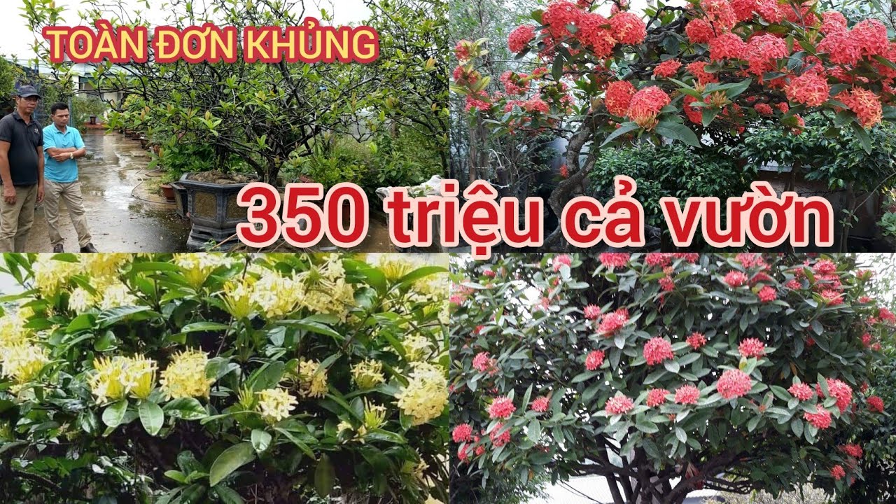 XEM KẾT QUẢ CỦA VƯỜN  MẪU ĐƠN KHỦNG SAU KHI PHÁ ĐƯỢC 3THÁNG THU ĐƯỢC KẾT QUẢ NGOÀI MONG ĐỢI