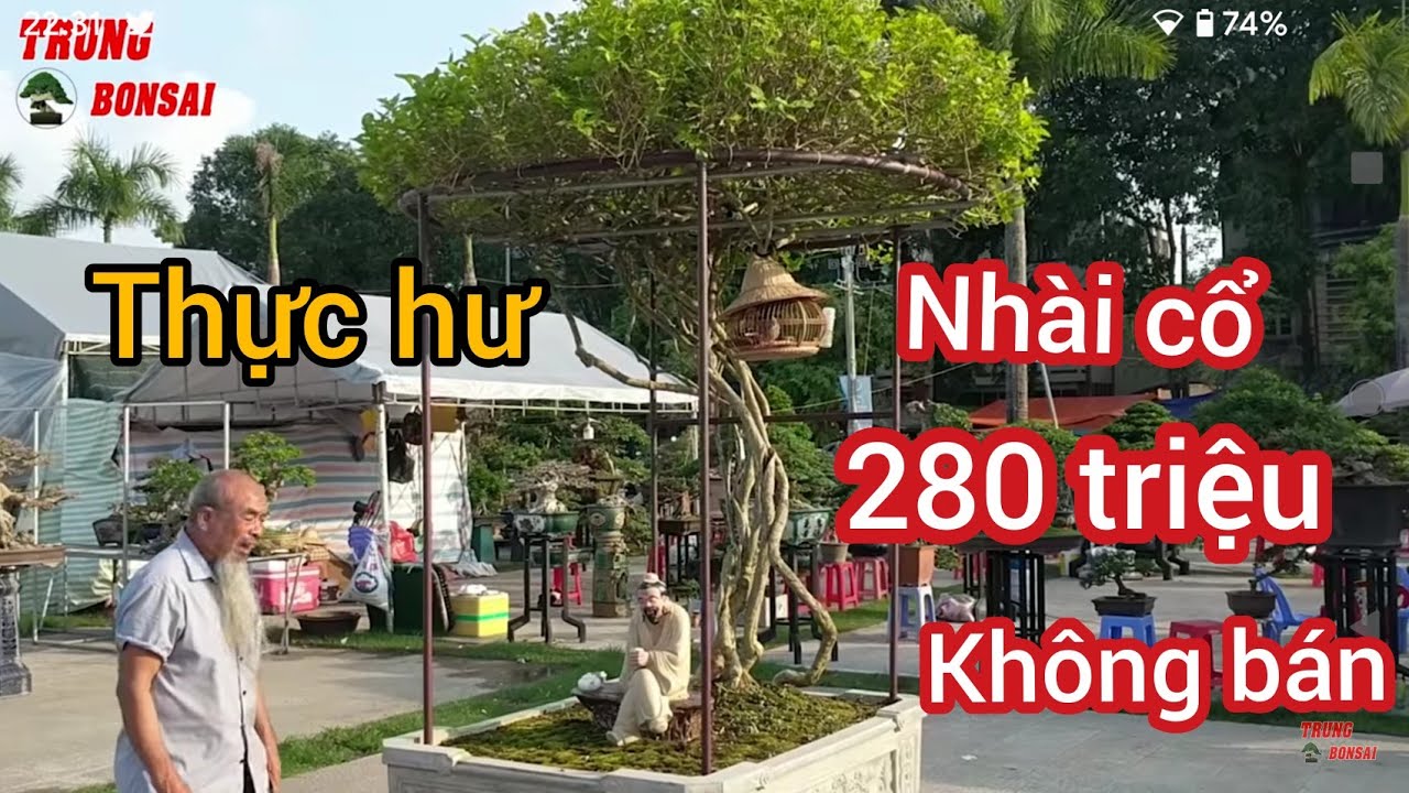 XUẤT HIỆN CÂY NHÀI CỔ 450 TRIỆU KHÁCH TRẢ 280 TRIỆU giá cao anh em THAM KHẢO nhé