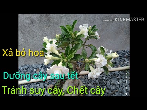 🌺Xả Bỏ Hoa, Dưỡng Cây Sau Tết (Hoa Sứ).