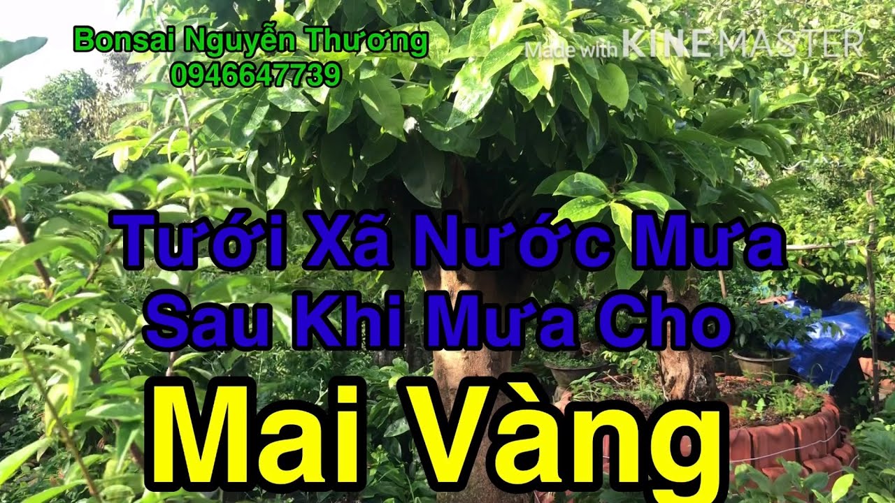 Xã Nước Mưa Để Lá Mai không Bị Cháy.###  Chăm Sóc Mai Vàng.